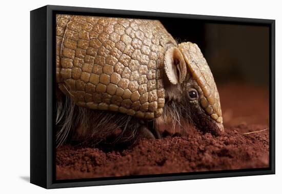 La Plata - Southern Three-Banded Armadillo (Tolypeutes Matacus) Foraging, Captive-Michael Durham-Framed Premier Image Canvas