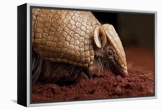 La Plata - Southern Three-Banded Armadillo (Tolypeutes Matacus) Foraging, Captive-Michael Durham-Framed Premier Image Canvas