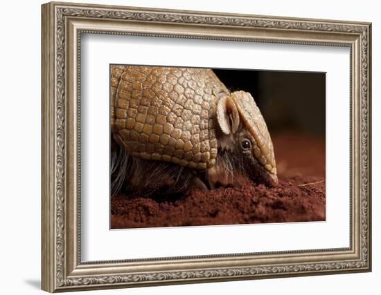 La Plata - Southern Three-Banded Armadillo (Tolypeutes Matacus) Foraging, Captive-Michael Durham-Framed Photographic Print