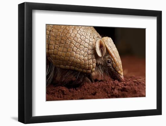 La Plata - Southern Three-Banded Armadillo (Tolypeutes Matacus) Foraging, Captive-Michael Durham-Framed Photographic Print