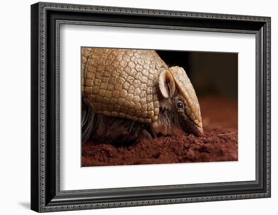 La Plata - Southern Three-Banded Armadillo (Tolypeutes Matacus) Foraging, Captive-Michael Durham-Framed Photographic Print