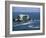 La Portada Natural Wonder, Antofogasta, Chile, South America-Aaron McCoy-Framed Photographic Print