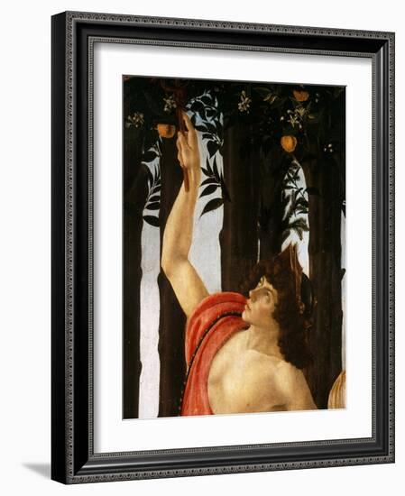 La Primavera (Spring,) Detail of Mercury Holding Wand to Orange Tree-Sandro Botticelli-Framed Giclee Print