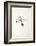 La Princesse de Babylone 35 (Suite NB)-Kees van Dongen-Framed Collectable Print