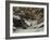 La remise des chevreuils en hiver-Gustave Courbet-Framed Giclee Print