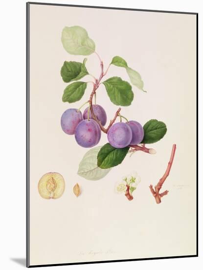 La Royale Plum, 1815-William Hooker-Mounted Giclee Print