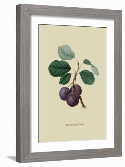 La Royale Plum-William Hooker-Framed Art Print