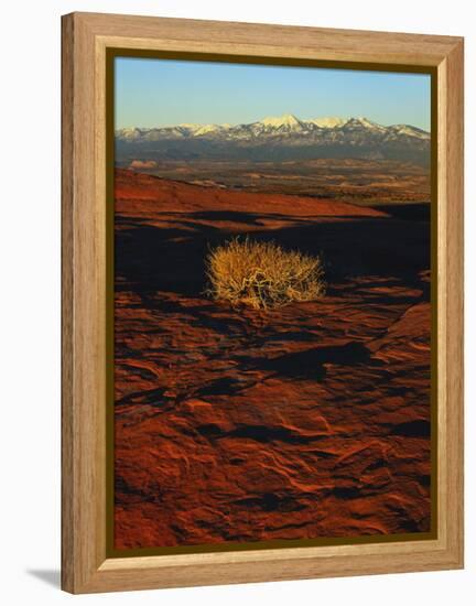 La Sal Mountains in Background, Canyon Rims, Canyonlands National Park, Colorado Plateau, Utah, USA-Scott T. Smith-Framed Premier Image Canvas