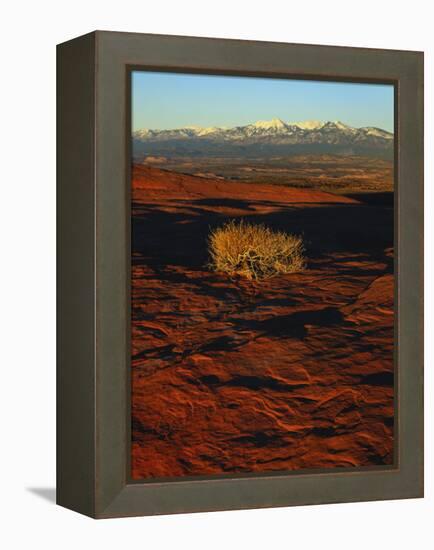 La Sal Mountains in Background, Canyon Rims, Canyonlands National Park, Colorado Plateau, Utah, USA-Scott T. Smith-Framed Premier Image Canvas