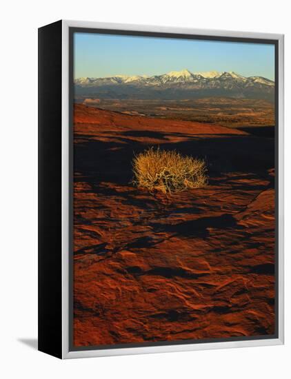 La Sal Mountains in Background, Canyon Rims, Canyonlands National Park, Colorado Plateau, Utah, USA-Scott T. Smith-Framed Premier Image Canvas