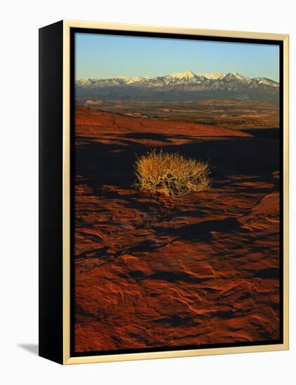 La Sal Mountains in Background, Canyon Rims, Canyonlands National Park, Colorado Plateau, Utah, USA-Scott T. Smith-Framed Premier Image Canvas