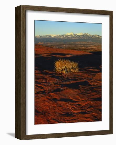 La Sal Mountains in Background, Canyon Rims, Canyonlands National Park, Colorado Plateau, Utah, USA-Scott T. Smith-Framed Photographic Print