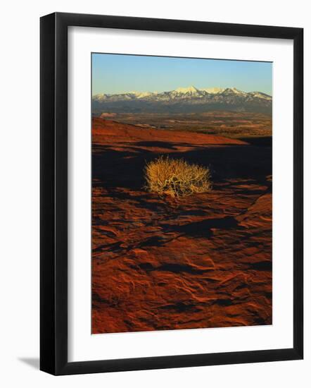 La Sal Mountains in Background, Canyon Rims, Canyonlands National Park, Colorado Plateau, Utah, USA-Scott T. Smith-Framed Photographic Print