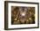 La Seu, the Cathedral of Santa Maria of Palma, Majorca, Balearic Islands, Spain, Europe-Carlo Morucchio-Framed Photographic Print