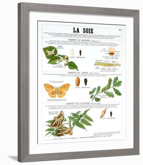 La Soie (Silk)-Deyrolle-Framed Art Print