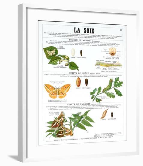 La Soie (Silk)-Deyrolle-Framed Art Print