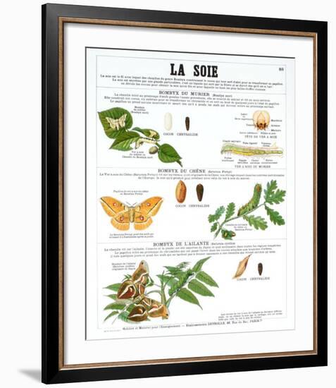 La Soie (Silk)-Deyrolle-Framed Art Print