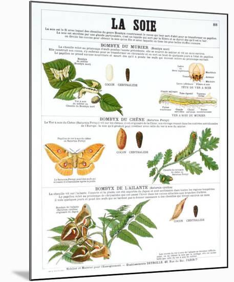 La Soie (Silk)-Deyrolle-Mounted Art Print