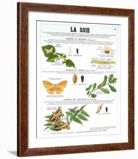 La Soie (Silk)-Deyrolle-Framed Art Print