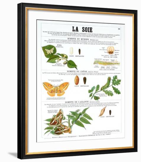 La Soie (Silk)-Deyrolle-Framed Art Print