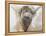 La Vache,Cow, 2015-Lou Gibbs-Framed Premier Image Canvas