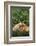 Lab and Golden Retriever Puppies-DLILLC-Framed Photographic Print