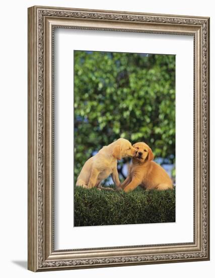 Lab and Golden Retriever Puppies-DLILLC-Framed Photographic Print