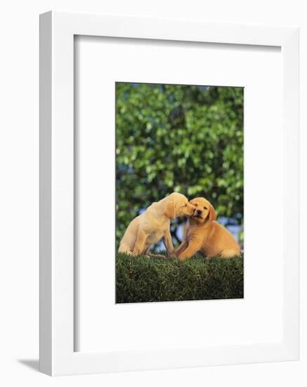 Lab and Golden Retriever Puppies-DLILLC-Framed Photographic Print