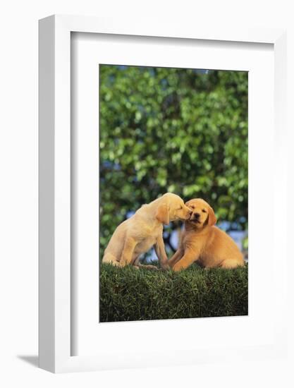 Lab and Golden Retriever Puppies-DLILLC-Framed Photographic Print