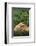 Lab and Golden Retriever Puppies-DLILLC-Framed Photographic Print