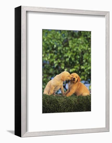 Lab and Golden Retriever Puppies-DLILLC-Framed Photographic Print