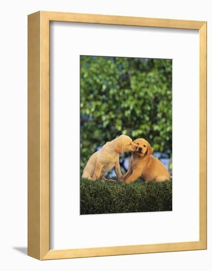 Lab and Golden Retriever Puppies-DLILLC-Framed Photographic Print