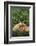 Lab and Golden Retriever Puppies-DLILLC-Framed Photographic Print