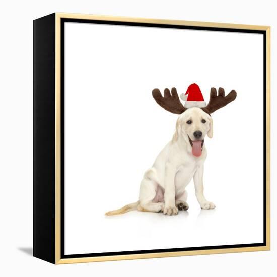 Lab Puppy Wearing Antlers-Lew Robertson-Framed Premier Image Canvas