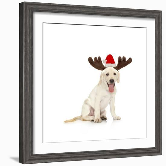 Lab Puppy Wearing Antlers-Lew Robertson-Framed Photographic Print