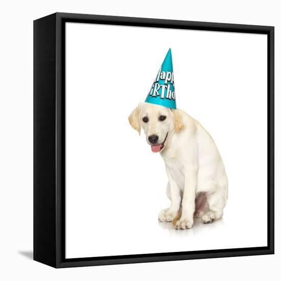 Lab Puppy Wearing Birthday Hat-Lew Robertson-Framed Premier Image Canvas