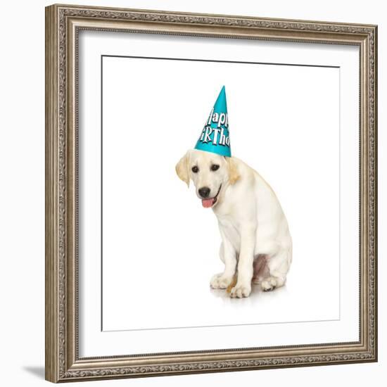 Lab Puppy Wearing Birthday Hat-Lew Robertson-Framed Photographic Print