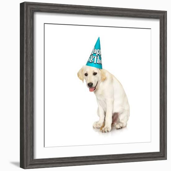 Lab Puppy Wearing Birthday Hat-Lew Robertson-Framed Photographic Print