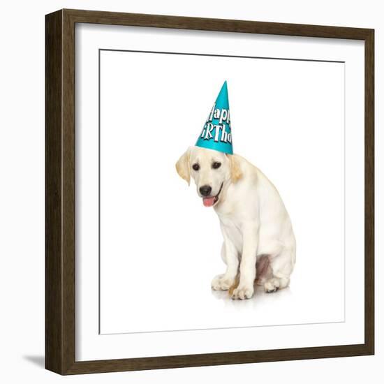 Lab Puppy Wearing Birthday Hat-Lew Robertson-Framed Photographic Print