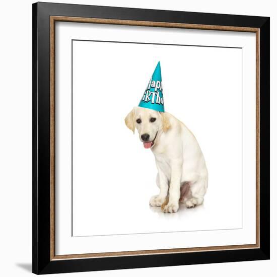 Lab Puppy Wearing Birthday Hat-Lew Robertson-Framed Photographic Print