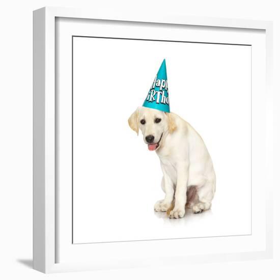 Lab Puppy Wearing Birthday Hat-Lew Robertson-Framed Photographic Print