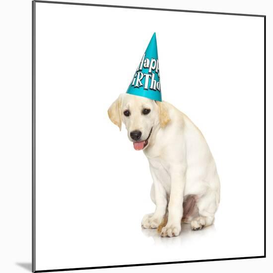 Lab Puppy Wearing Birthday Hat-Lew Robertson-Mounted Photographic Print