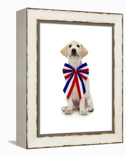 Lab Puppy Wearing Patriotic Bow Tie-Lew Robertson-Framed Premier Image Canvas