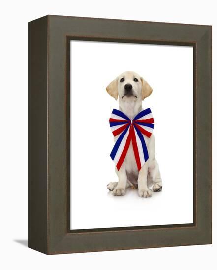 Lab Puppy Wearing Patriotic Bow Tie-Lew Robertson-Framed Premier Image Canvas