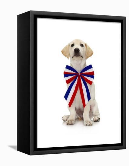 Lab Puppy Wearing Patriotic Bow Tie-Lew Robertson-Framed Premier Image Canvas