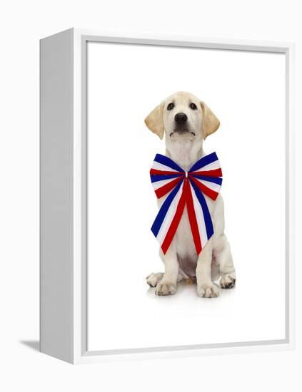 Lab Puppy Wearing Patriotic Bow Tie-Lew Robertson-Framed Premier Image Canvas