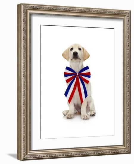 Lab Puppy Wearing Patriotic Bow Tie-Lew Robertson-Framed Photographic Print