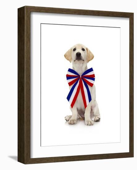 Lab Puppy Wearing Patriotic Bow Tie-Lew Robertson-Framed Photographic Print