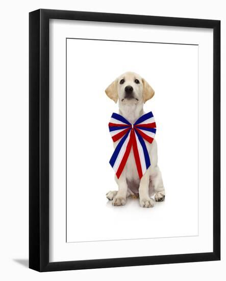 Lab Puppy Wearing Patriotic Bow Tie-Lew Robertson-Framed Photographic Print