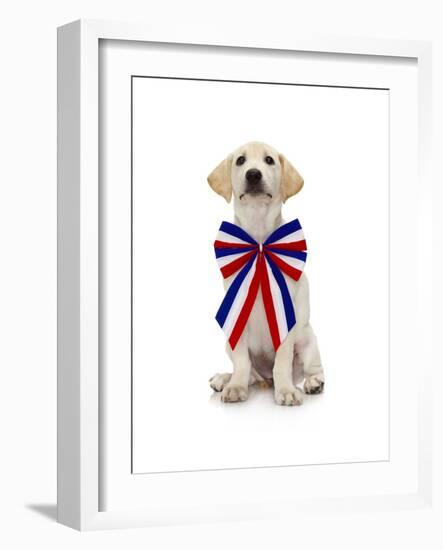 Lab Puppy Wearing Patriotic Bow Tie-Lew Robertson-Framed Photographic Print